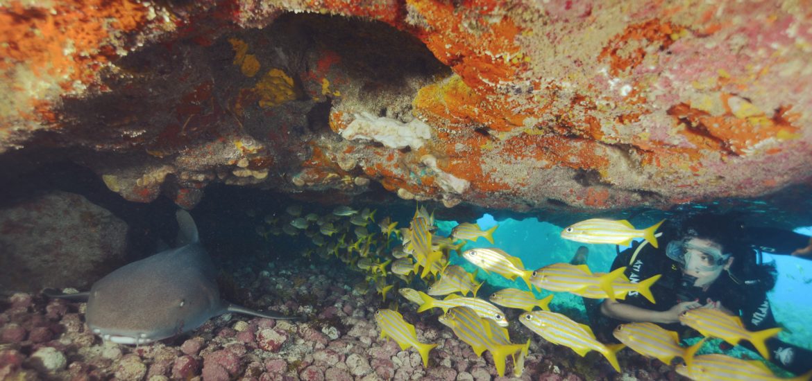 mergulho com tubarão