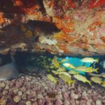 mergulho com tubarão